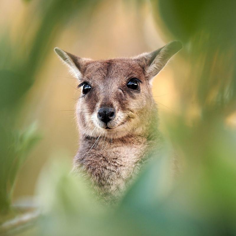 Wildlife s technikou Fujifilm